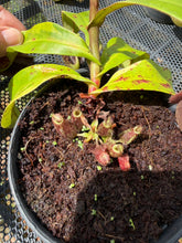 Load image into Gallery viewer, N. ampullaria 'Variegated' - Specimen 4