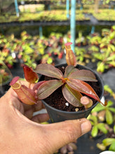 Load image into Gallery viewer, N.hirsuta x rafflesiana - Wholesale Lot of 10 Plants