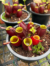 Load image into Gallery viewer, N. ampullaria - Wholesale Lot of 10 Plants