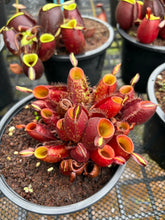 Load image into Gallery viewer, N. ampullaria - Wholesale Lot of 10 Plants