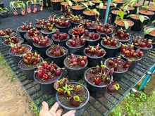 Load image into Gallery viewer, N. ampullaria - Wholesale Lot of 10 Plants