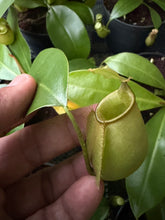 Load image into Gallery viewer, N. bicalcarata x ampullaria - Wholesale Lot of 10