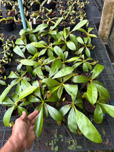 Load image into Gallery viewer, N. bicalcarata x ampullaria - Wholesale Lot of 10