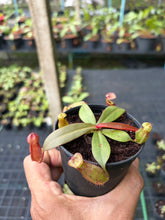 Load image into Gallery viewer, N. suratensis - Wholesale Lot of 10