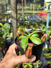 Load image into Gallery viewer, N. northiana x veitchii - Wholesale Lot of 10