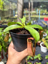 Load image into Gallery viewer, N. northiana x veitchii - Wholesale Lot of 10