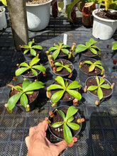 Load image into Gallery viewer, N. northiana x veitchii - Wholesale Lot of 10