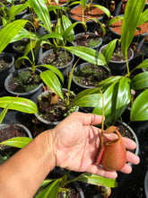 Load image into Gallery viewer, N. bicalcarata - Wholesale Lot of 10