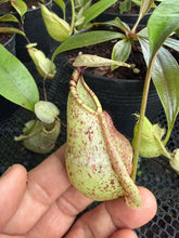 Load image into Gallery viewer, N. rafflesiana - Wholesale Lot of 10