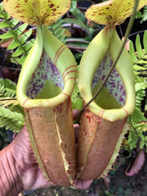 Load image into Gallery viewer, N. thorelii x veitchii - Confirmed Female!