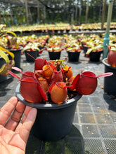 Load image into Gallery viewer, N. ampullaria - Specimen 11