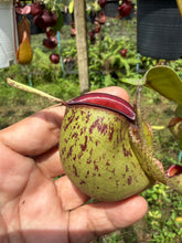 Load image into Gallery viewer, N. ampullaria - Specimen 16