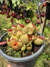 Load image into Gallery viewer, N. ampullaria - Specimen 16