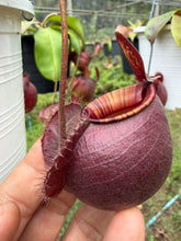 Load image into Gallery viewer, N.(viking x Hookeriana) x ampullaria