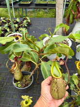 Load image into Gallery viewer, N.burbidgeae x veitchii