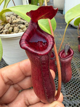 Load image into Gallery viewer, N. lowii x ventricosa