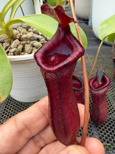 Load image into Gallery viewer, N. lowii x ventricosa