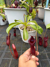 Load image into Gallery viewer, N. lowii x ventricosa