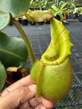 Load image into Gallery viewer, N. veitchii - Specimen 3