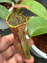Load image into Gallery viewer, N.campanulata x (boschiana x veitchii) - Specimen 2