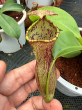 Load image into Gallery viewer, N.campanulata x (boschiana x veitchii) - Specimen 2