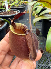 Load image into Gallery viewer, N. bicalcarata x ampullaria 'Black Miracle' - Specimen 1