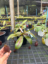 Load image into Gallery viewer, N. bicalcarata x ampullaria 'Black Miracle' - Specimen 1