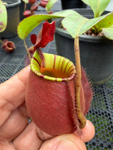 Load image into Gallery viewer, N. ampullaria x bicalcarata