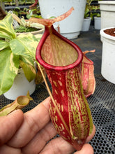 Load image into Gallery viewer, N. Gaya 'Variegated'