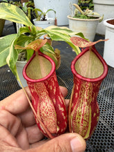 Load image into Gallery viewer, N. Gaya 'Variegated'