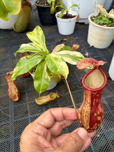 Load image into Gallery viewer, N. Gaya 'Variegated'