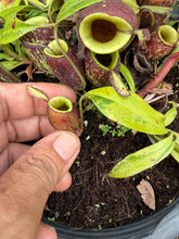 Load image into Gallery viewer, N. ampullaria 'Black Variegated' - Specimen 2