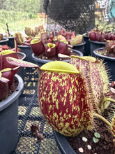 Load image into Gallery viewer, N. ampullaria - Specimen 27
