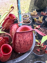 Load image into Gallery viewer, N. ampullaria - Specimen 30