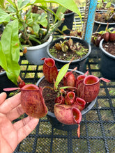 Load image into Gallery viewer, N. ampullaria - Specimen 30