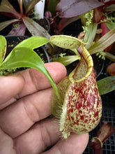 Load image into Gallery viewer, N.cambodia x rafflesiana - Wholesale lot of 10