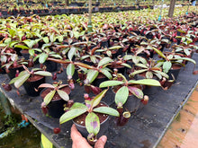 Load image into Gallery viewer, N.Hookeriana 'Black' - Wholesale lot of 10