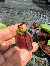 Load image into Gallery viewer, N.bicalcarata x ampullaria 'Black Miracle' - Wholesale lot of 10