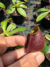 Load image into Gallery viewer, N.bicalcarata x ampullaria 'Black Miracle' - Wholesale lot of 10
