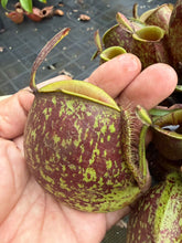 Load image into Gallery viewer, N. ampullaria 'Giant Tricolor'