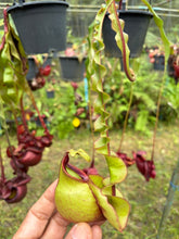 Load image into Gallery viewer, N.Hookeriana x (mirabilis var. Trang-Bizarre x (viking x ampullaria))