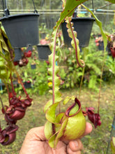 Load image into Gallery viewer, N.Hookeriana x (mirabilis var. Trang-Bizarre x (viking x ampullaria))