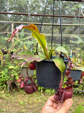 Load image into Gallery viewer, N.Hookeriana x (mirabilis var. Trang-Bizarre x (viking x ampullaria 'Black Miracle')) - Specimen 2