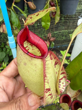 Load image into Gallery viewer, N. Hookeriana - Specimen 2