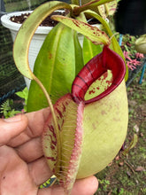 Load image into Gallery viewer, N. Hookeriana - Specimen 2