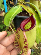 Load image into Gallery viewer, N. Hookeriana - Specimen 3