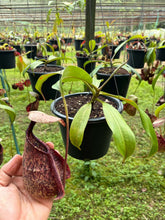 Load image into Gallery viewer, N. rafflesiana - Specimen 1