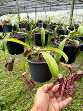 Load image into Gallery viewer, N. rafflesiana - Specimen 2
