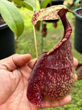 Load image into Gallery viewer, N. rafflesiana - Specimen 3