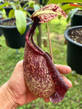 Load image into Gallery viewer, N. rafflesiana - Specimen 4